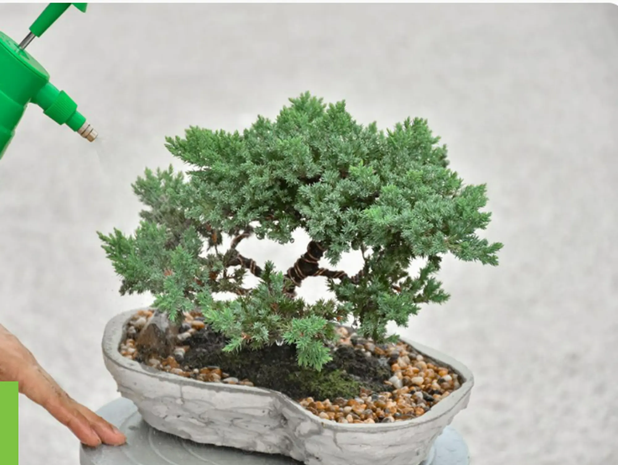 Cảm nhận vẻ đẹp cây Bonsai