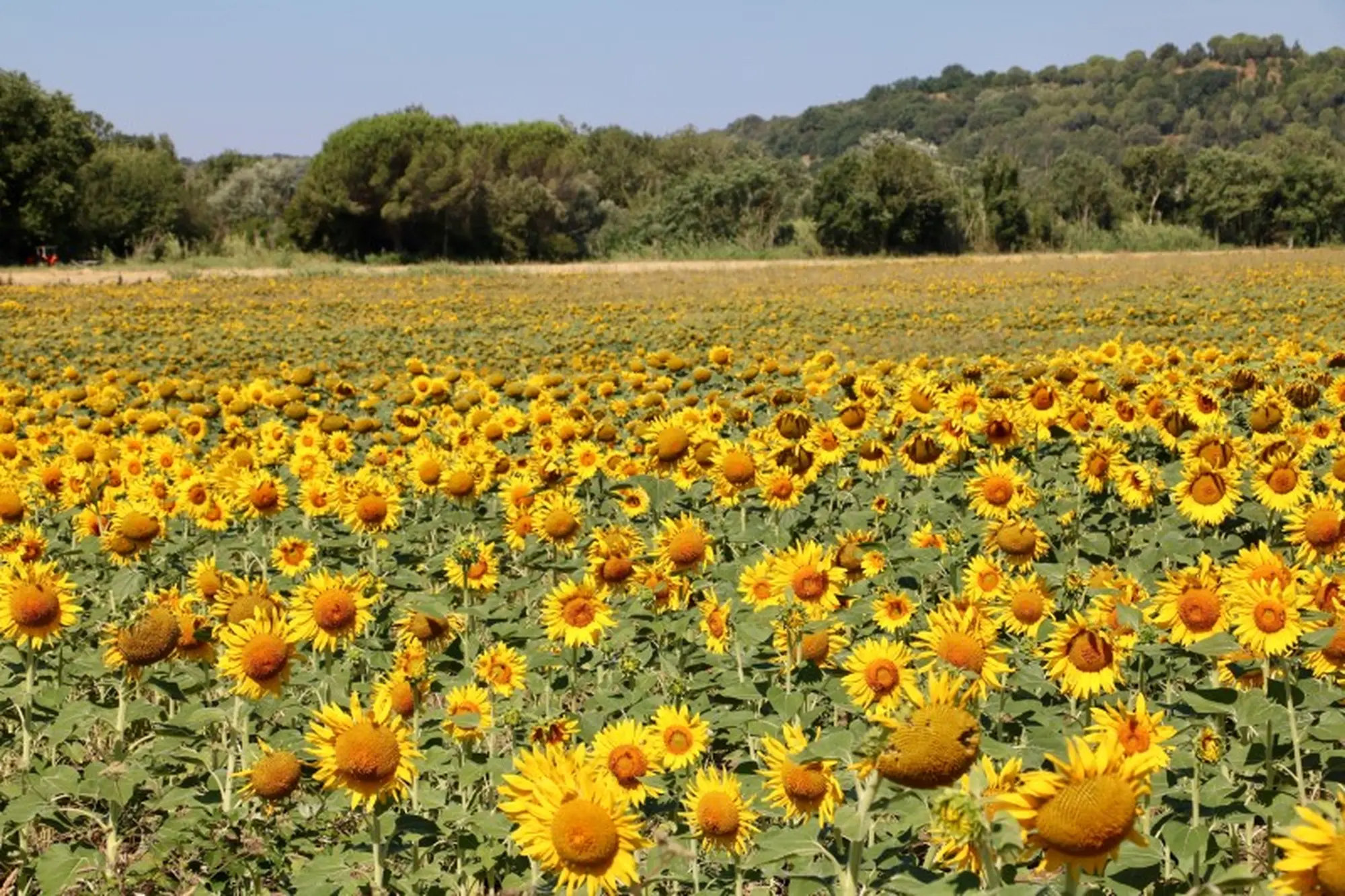 sunflower-moments-3J8Q6WW-Custom.jpg