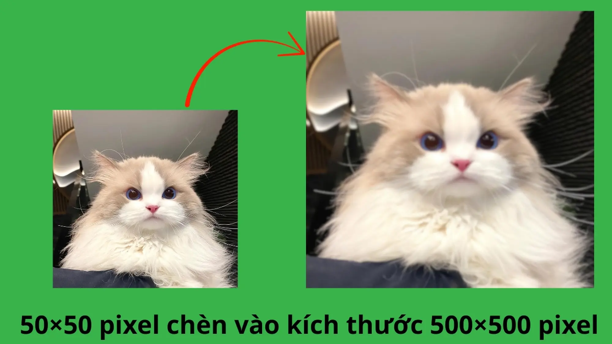 sử dụng hình ảnh chất lượng cao